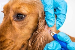 Konya - Meram Parazit Tedavisi