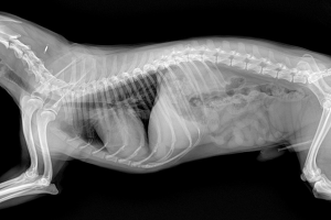 Konya - Meram Röntgen ve Laboratuvar Testleri